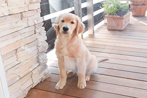 犬